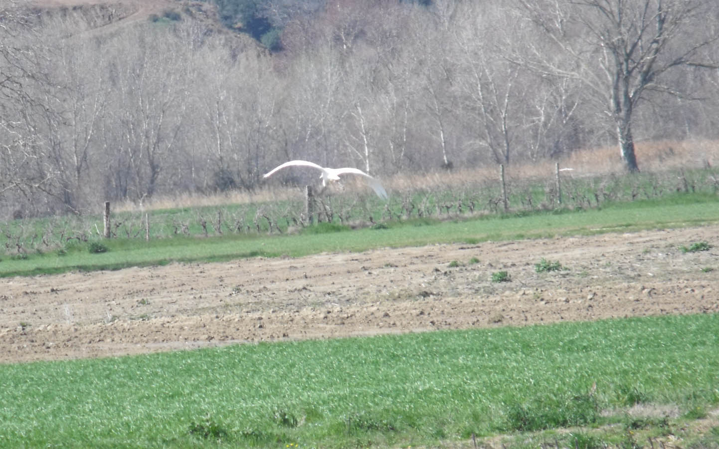 Airone bianco maggiore (?) dalla Maremma.